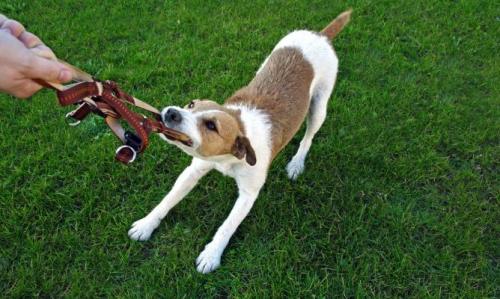 Consejos sobre los perros y su educación