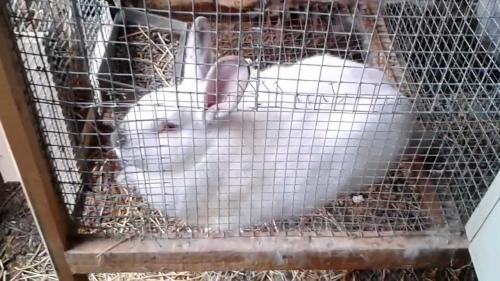 Construyendo una jaula para los conejos