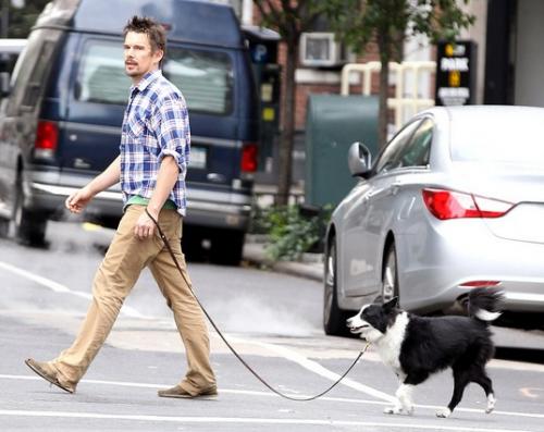 Conviértete en el líder de la manada durante los paseos con tu perro