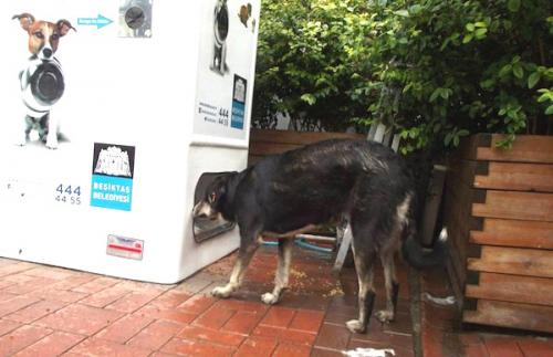 Crean máquina que recicla y dispensa comida a perros callejeros