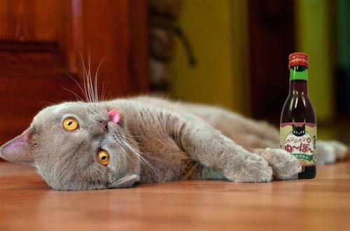 Crean vino especial para gatos