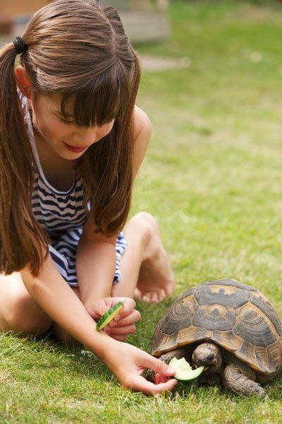 Criando tortugas: el hogar y su alimentación