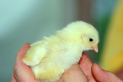 Criando un pollito bebé