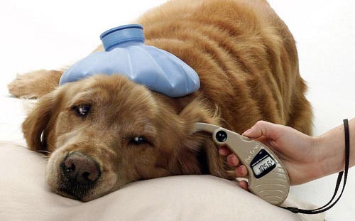 ¿Cuándo los perros tienen fiebre?