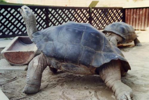 ¿Cuántos años vivirá mi tortuga?