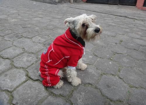 Cuida a tus mascotas del frío en épocas de baja temperatura