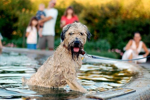 Cuida al perro de los golpes de calor