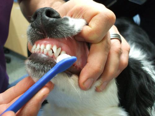 Cuida las encías y dientes del perro