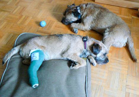 Cuidados báscios para un perro con fractura de cadera