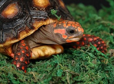 Cuidados básicos de las tortugas terrestres