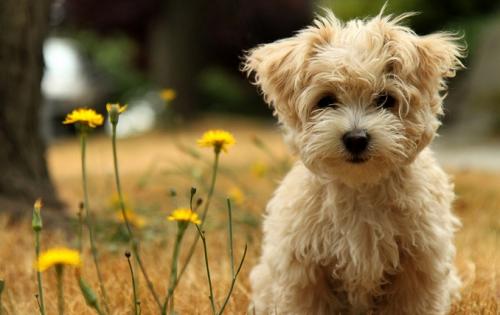 Cuidados básicos en perros de raza pequeña