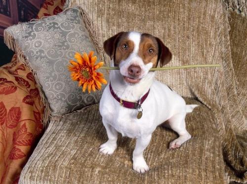 Cuidados básicos para que un perro tenga salud y felicidad