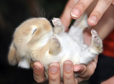 Cuidados básicos para un conejo recién nacido