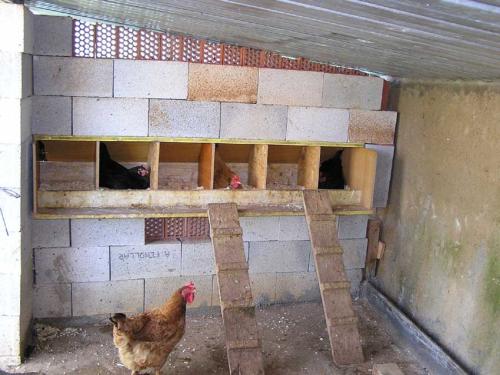 Cuidados de las gallinas ponedoras