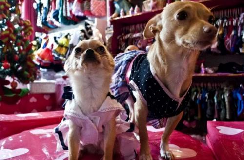 Cuidados de los perros en Año Nuevo