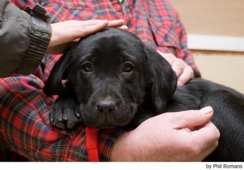 Cuidados de un cachorro en casa