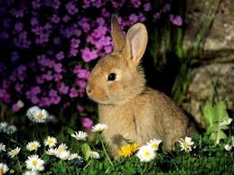 Cuidados para conejos que viven en el jardín