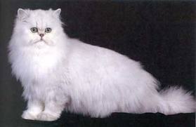 Cuidados para los gatos de pelo largo