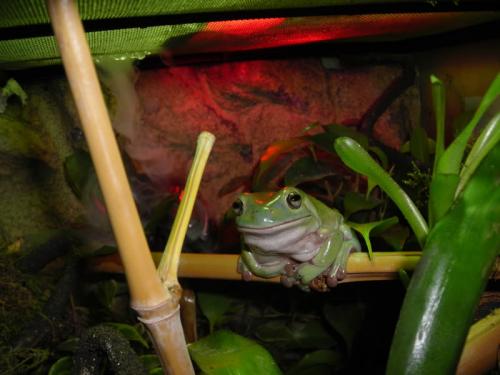 Cuidados para una rana en casa