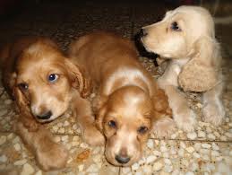 Cuidados y alimentación de un cachorro Cocker Spaniel