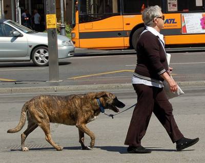 Cuidando a nuestro perro de accidentes en la calle