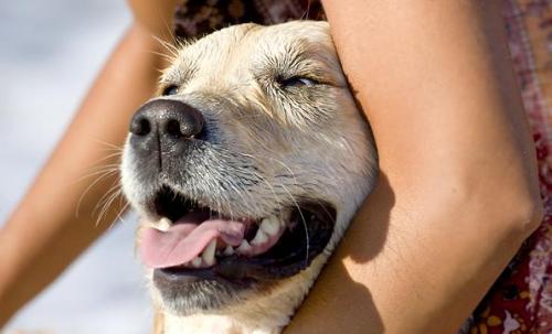 Cuidar a mi perro en los días de calor intenso