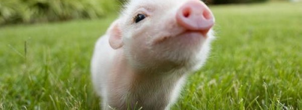 curiosidades-de-las-crias-de-los-animales_i3d72
