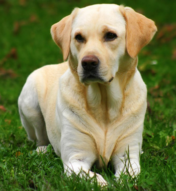 Definición de los perros según el beneficio que brindan al hombre