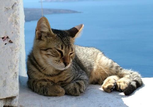 Dejar al gato solo en vacaciones