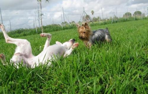 Dejar al perro en una residencia para mascotas al salir de viaje