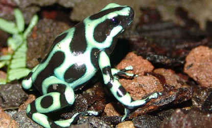 Dendrobates mascota