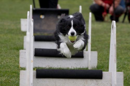 Deportes y ejercicios para los perros