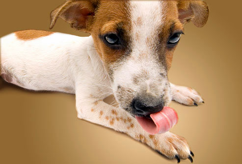 Dermatitis psicogénica en perros