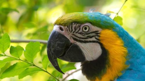 Desgaste del pico y las uñas de las aves