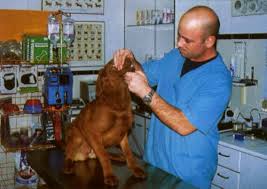 Detectando el sangrado de la nariz de los perros