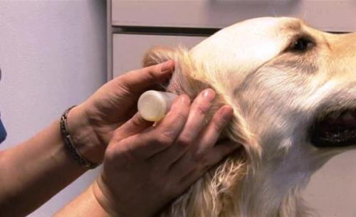 Diagnóstico y tratamiento de la otitis canina