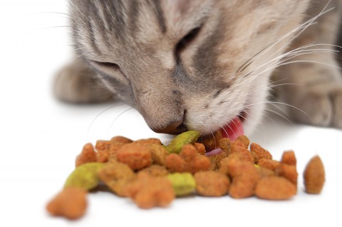 Dieta para gatos según su edad