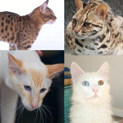 Diferentes razas de gatos