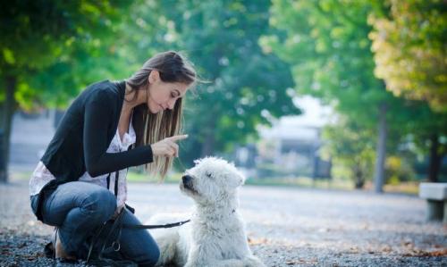 Educación de las mascotas y dueños preocupados