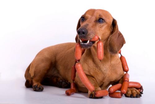 Educar a los perros que roban comida