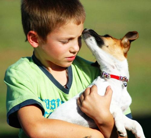 Efectos positivos y negativos de los animales de compañía en el hombre