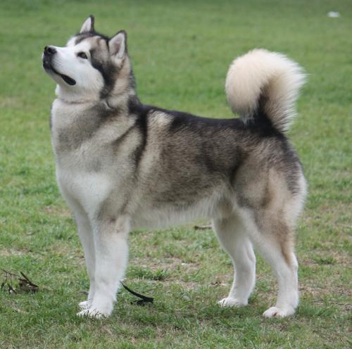 El Alaskan Malamute