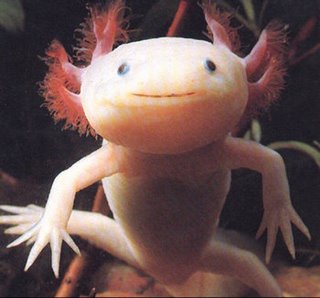 El Axolote