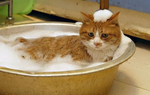 El baño y los gatos