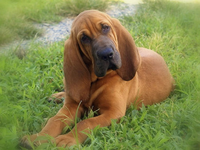 El Boodhound o perro de San Huberto