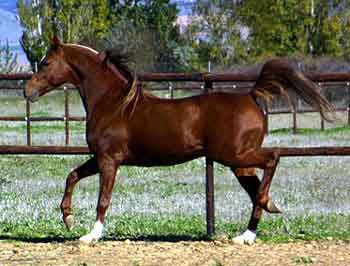 El caballo árabe
