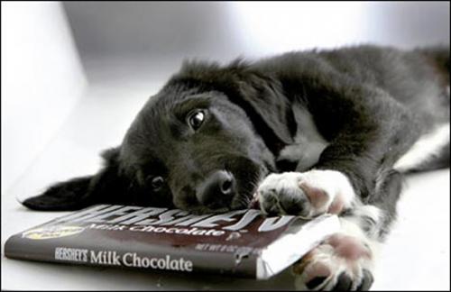 El chocolate es un veneno para los perros