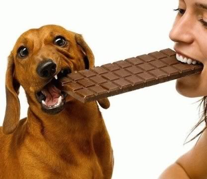 El chocolate, un veneno para los perros