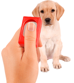 El clicker para entrenar perros