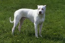 El Dogo Argentino